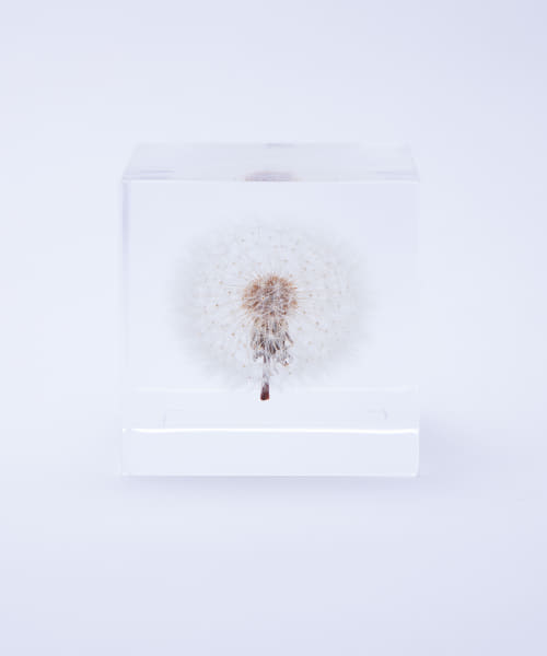 sola　タンポポ5cm
