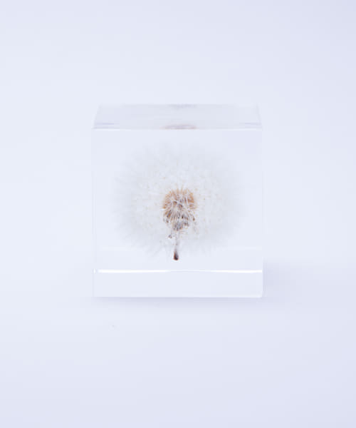 sola　タンポポ4cm