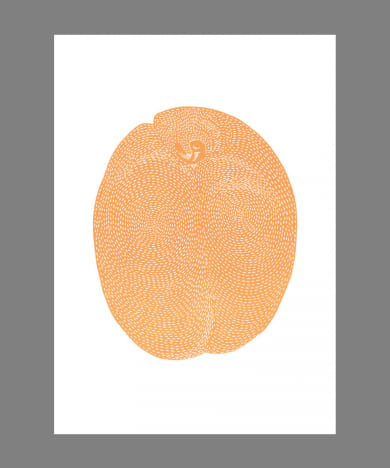 STILLEBEN PRINT COLL　Apricot No.18