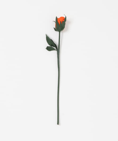 BLOMSTER　LOVECOつぼみ