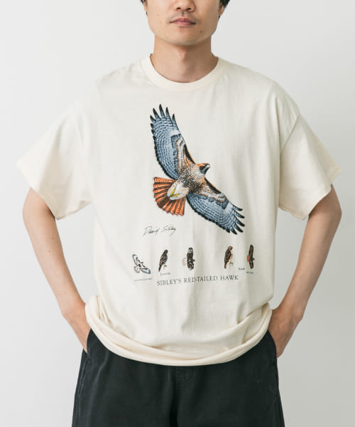 LIBERTY GRAPHICS　Sibleys Red-tailed Hawk