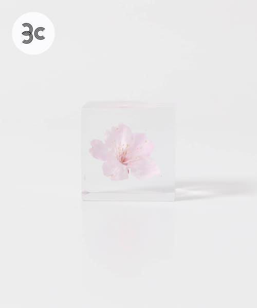 sola　オオカンザクラ