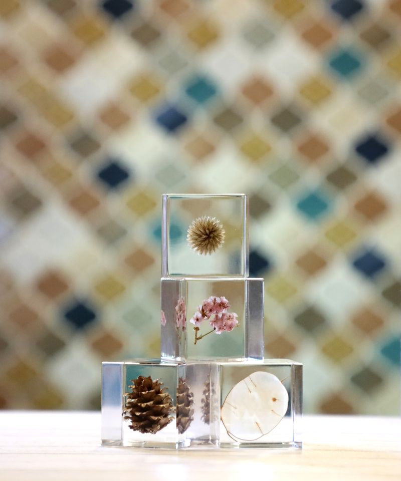 自然の中にある美しさを閉じ込めた植物標本を楽しむ ‘’Sola cube’’
