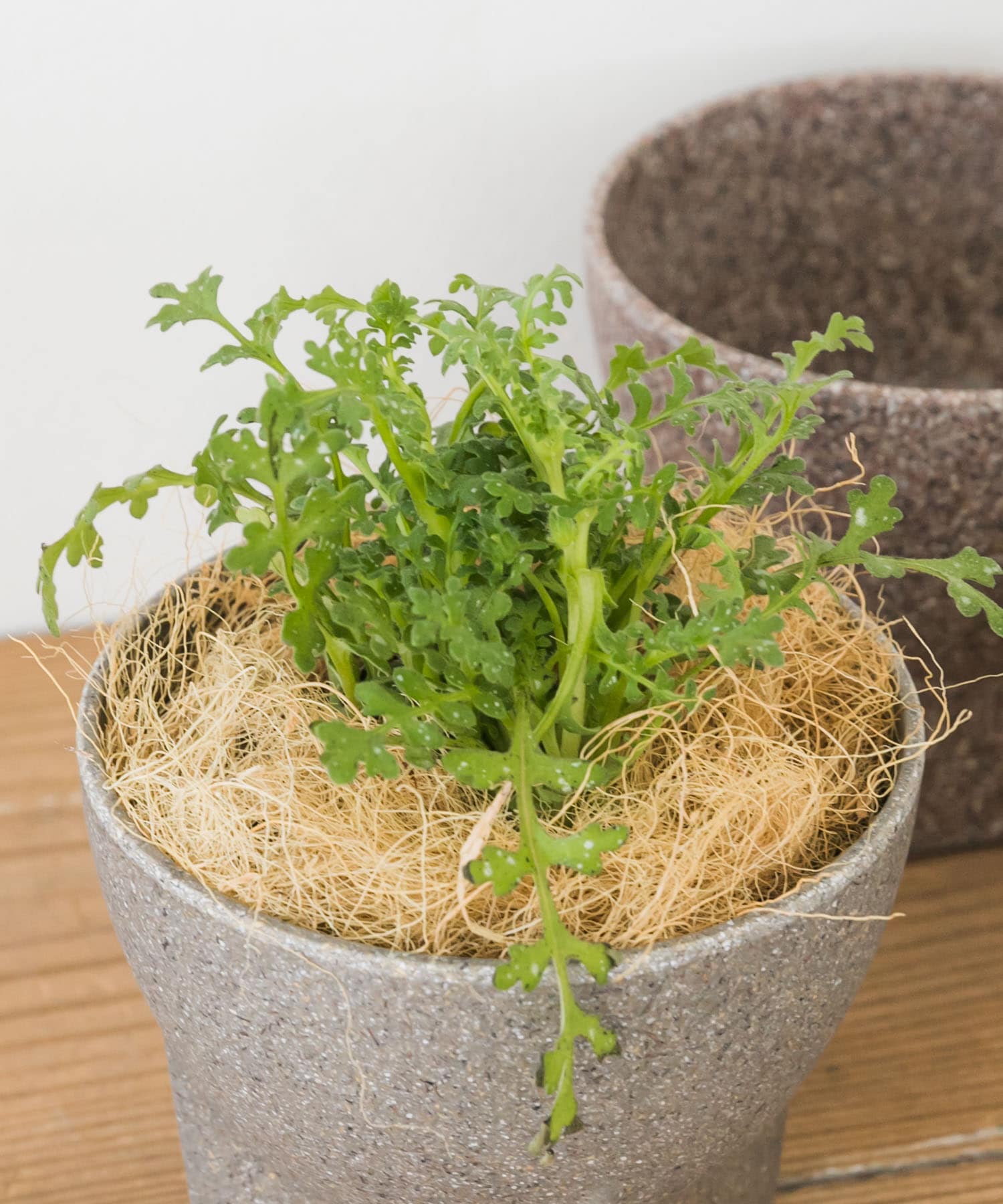 FARM　ココナッツファイバー 50g ベージュ -