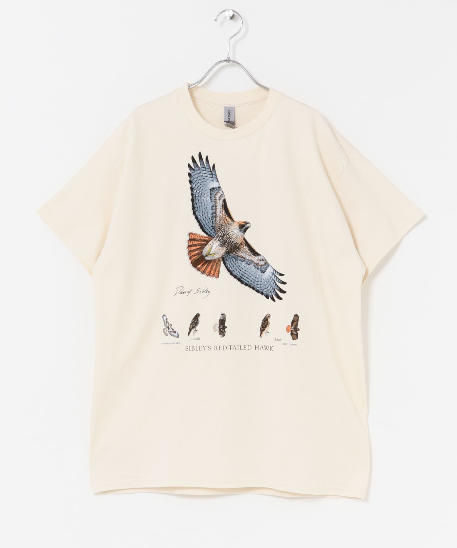 LIBERTY GRAPHICS　Sibleys Red-tailed Hawk NATURAL L