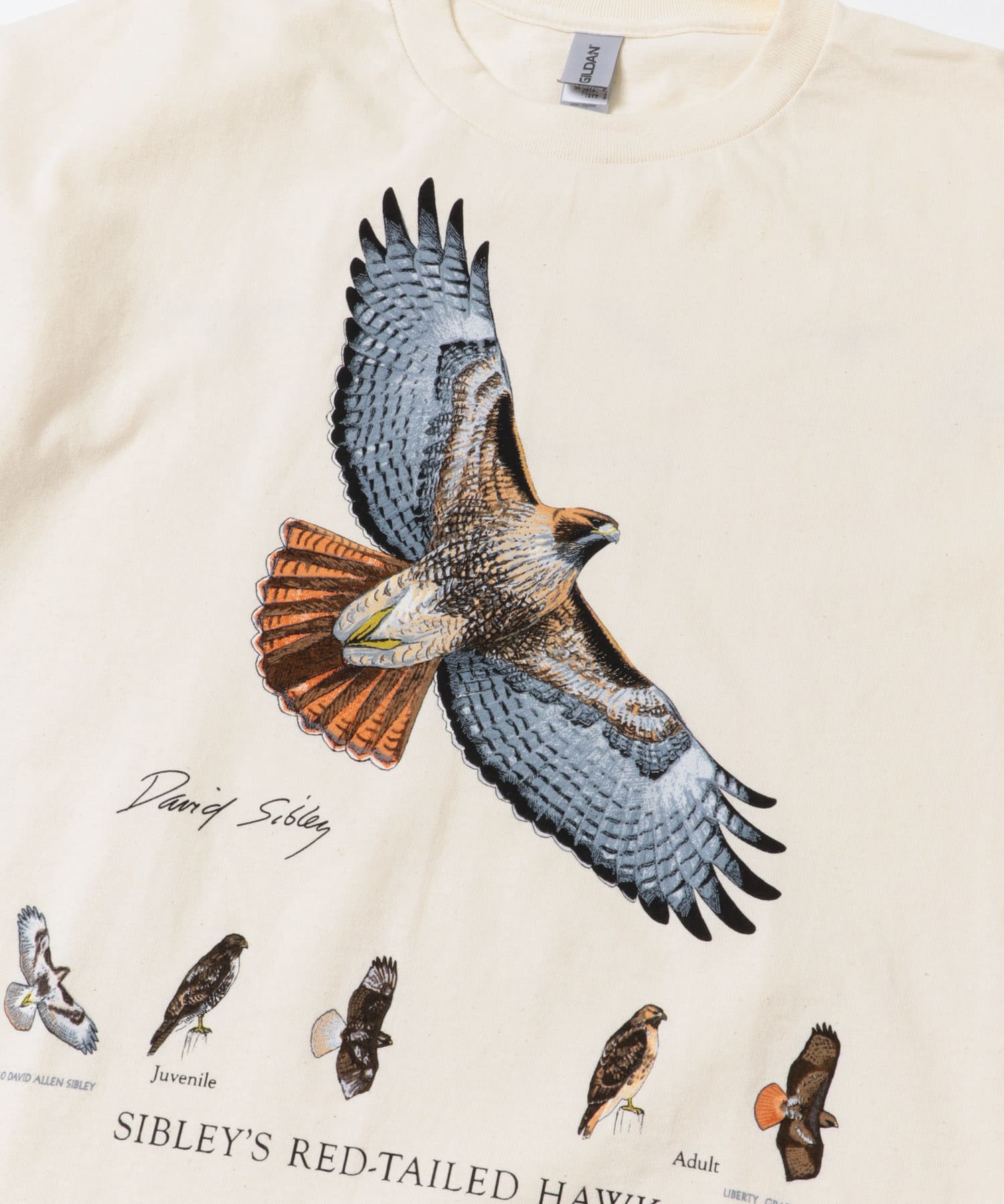 LIBERTY GRAPHICS　Sibleys Red-tailed Hawk NATURAL L