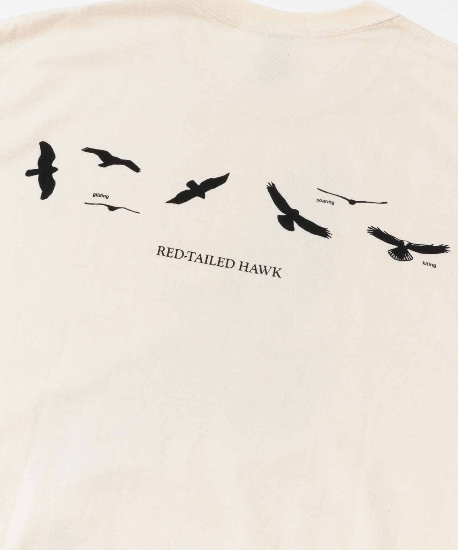LIBERTY GRAPHICS　Sibleys Red-tailed Hawk NATURAL L