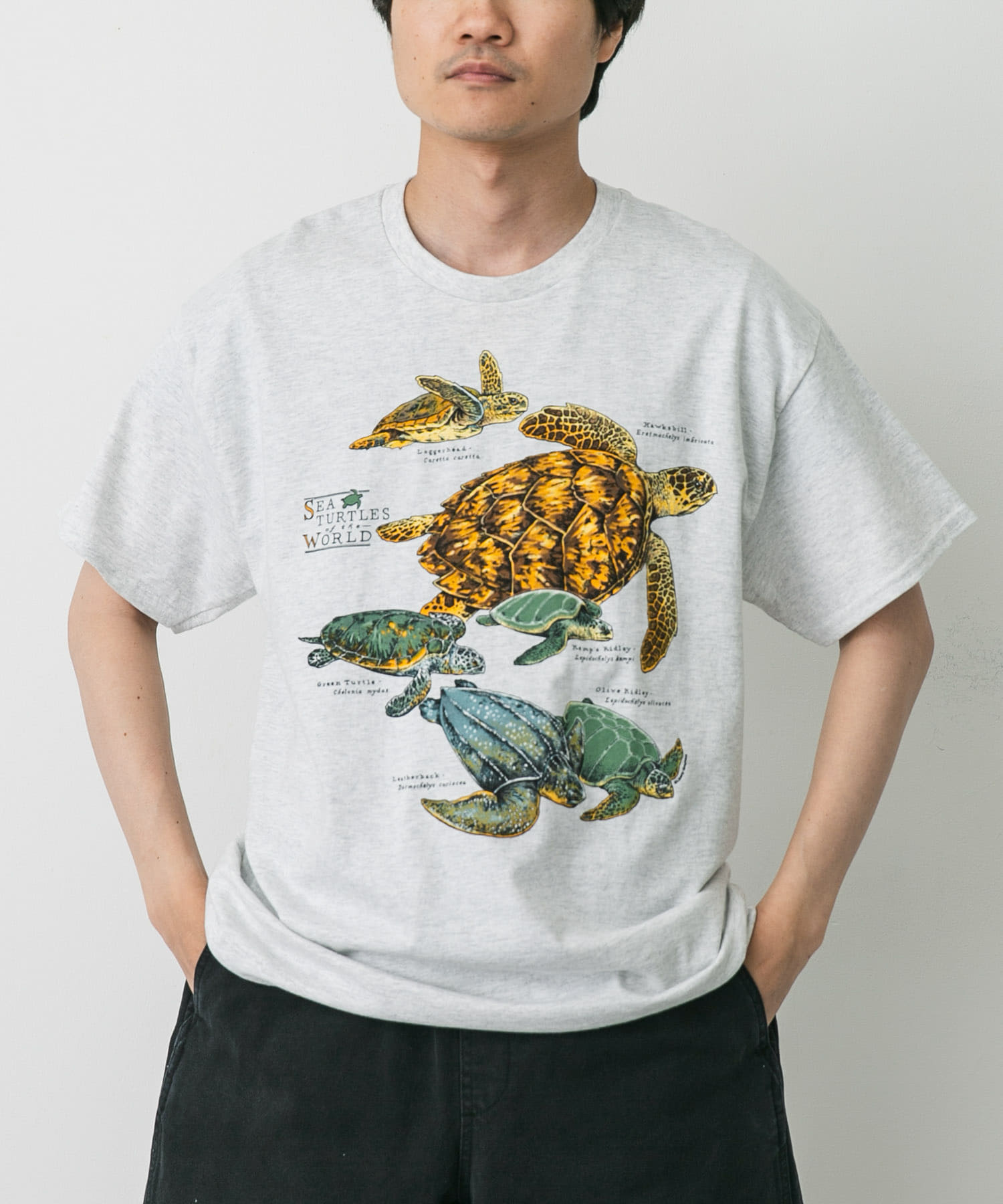 LIBERTY GRAPHICS　Sea Turtles Of The World