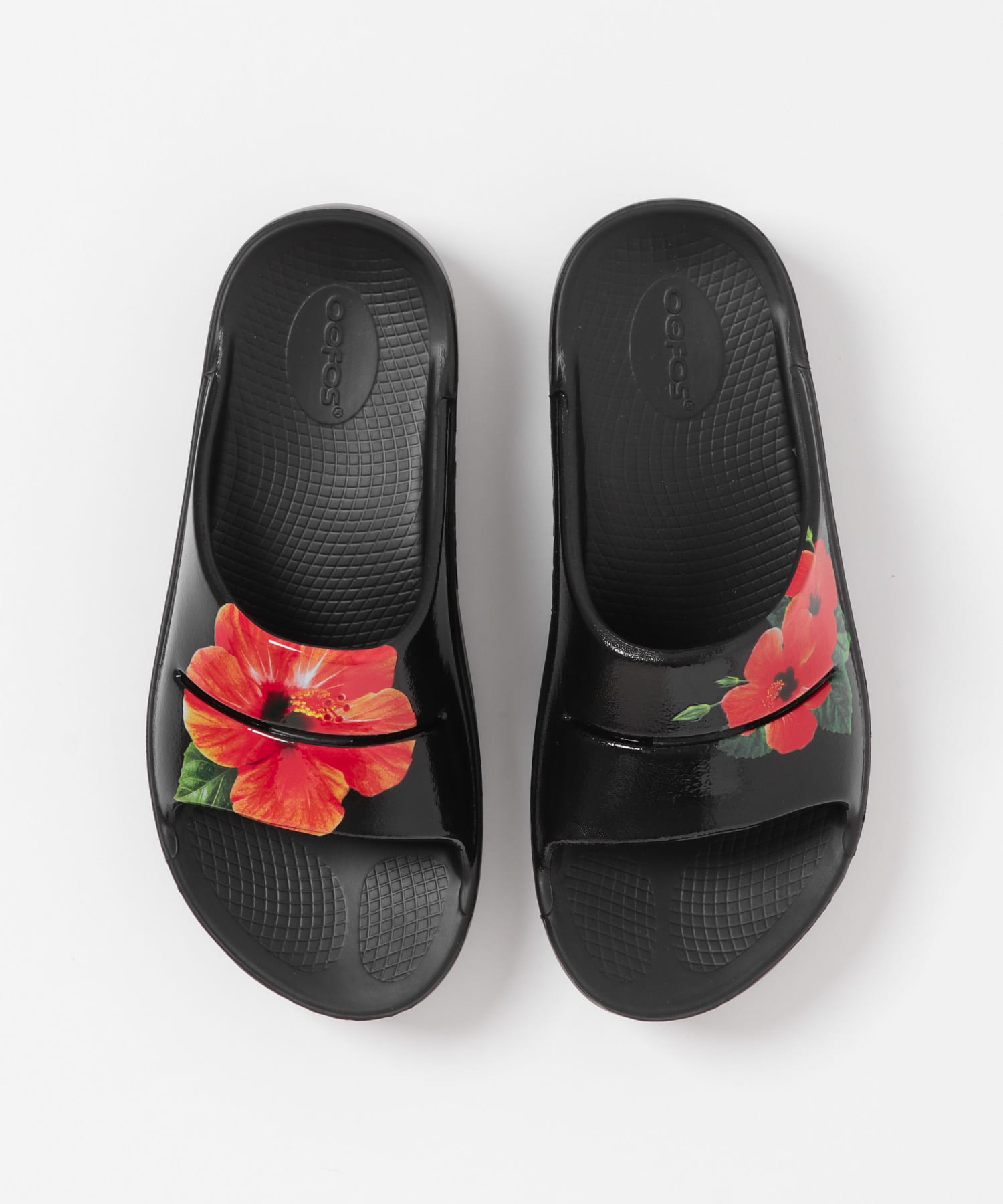 P Hibiscus
