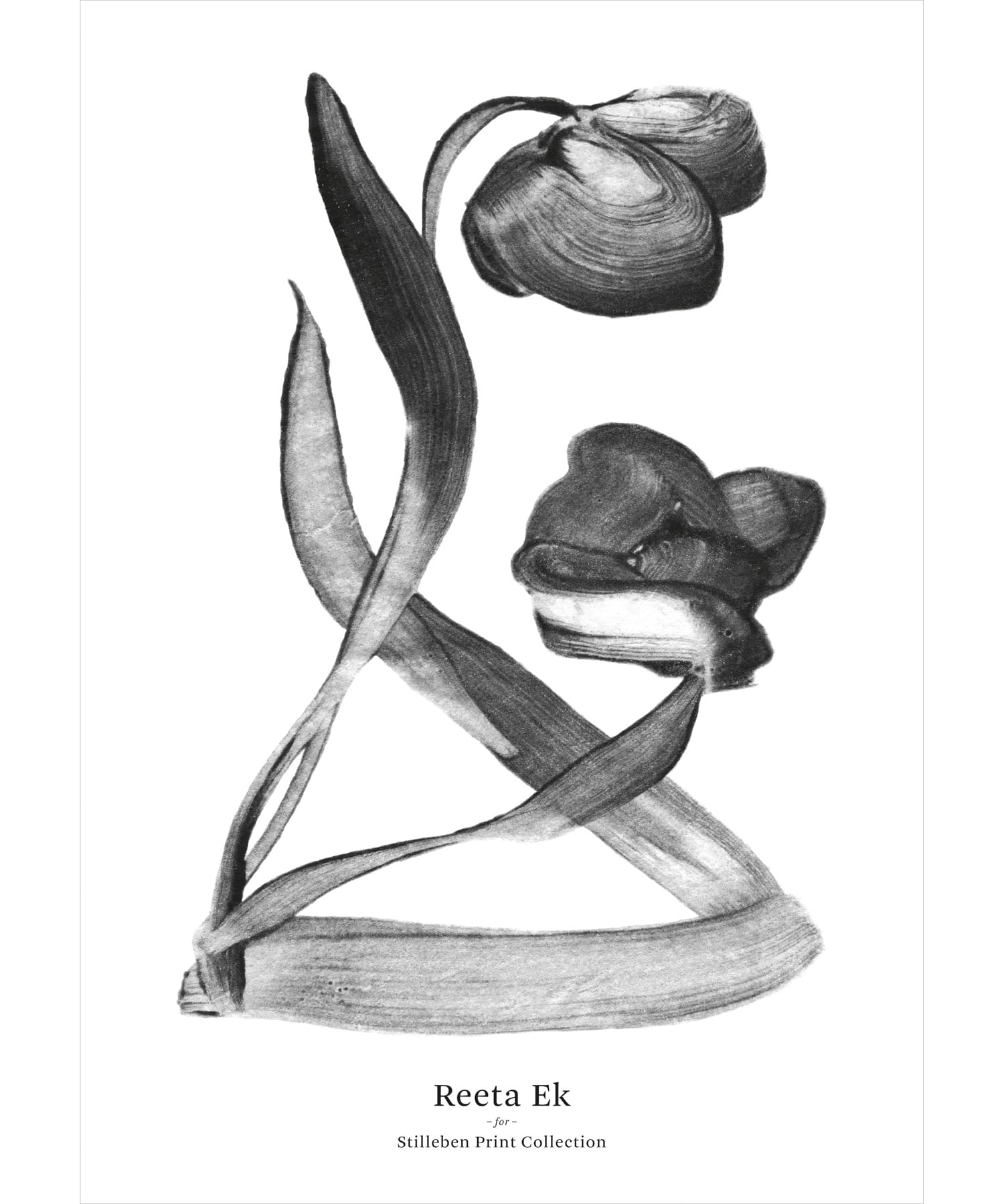 STILLEBEN PRINT COLL　Tulip I No.69 A3 -