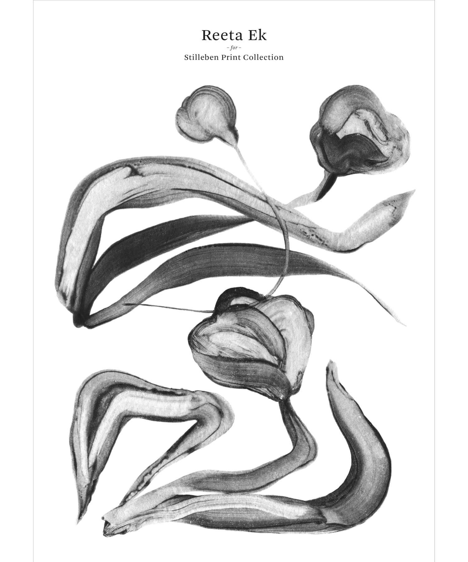 STILLEBEN PRINT COLL　Tulip II No.68