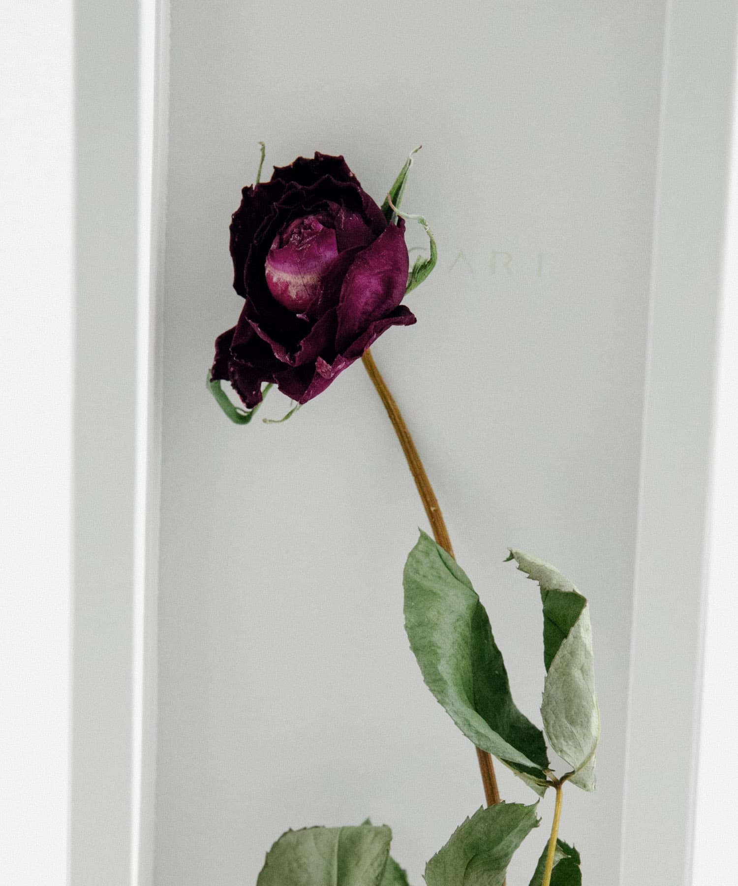 MAGARI　世界に一本だけのバラ RED 1 -