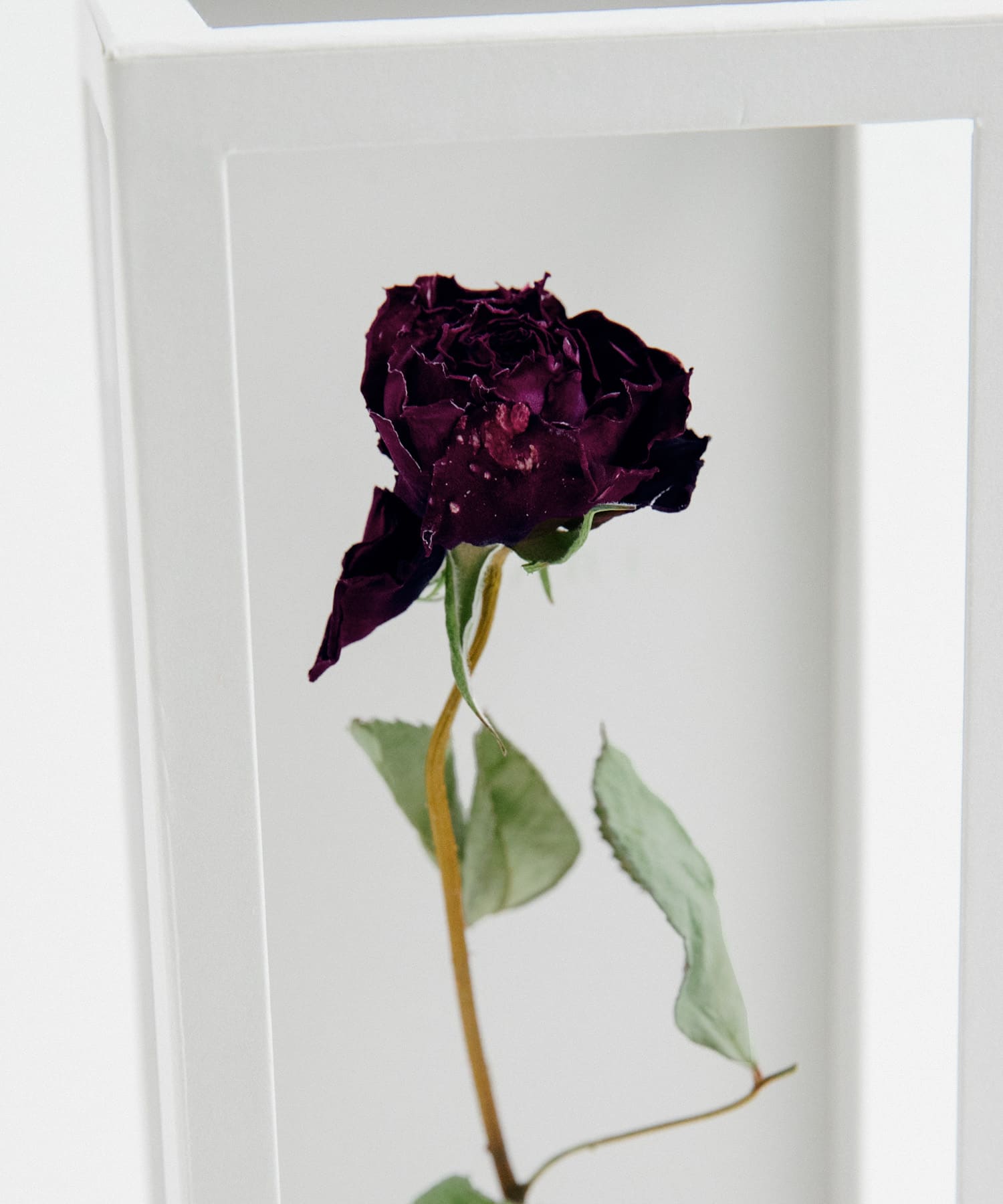 MAGARI　世界に一本だけのバラ RED 2 -