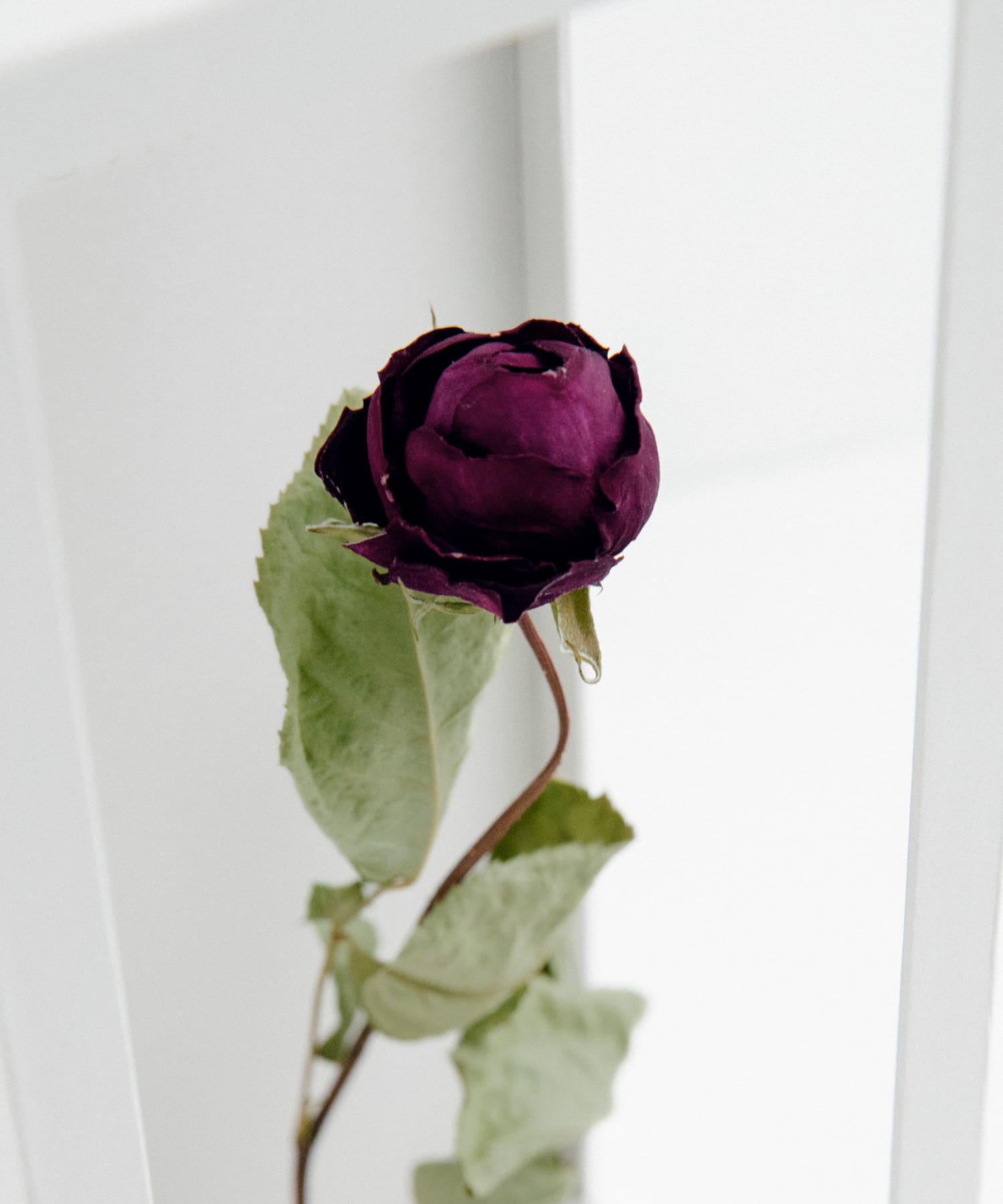 MAGARI　世界に一本だけのバラ RED 3 -