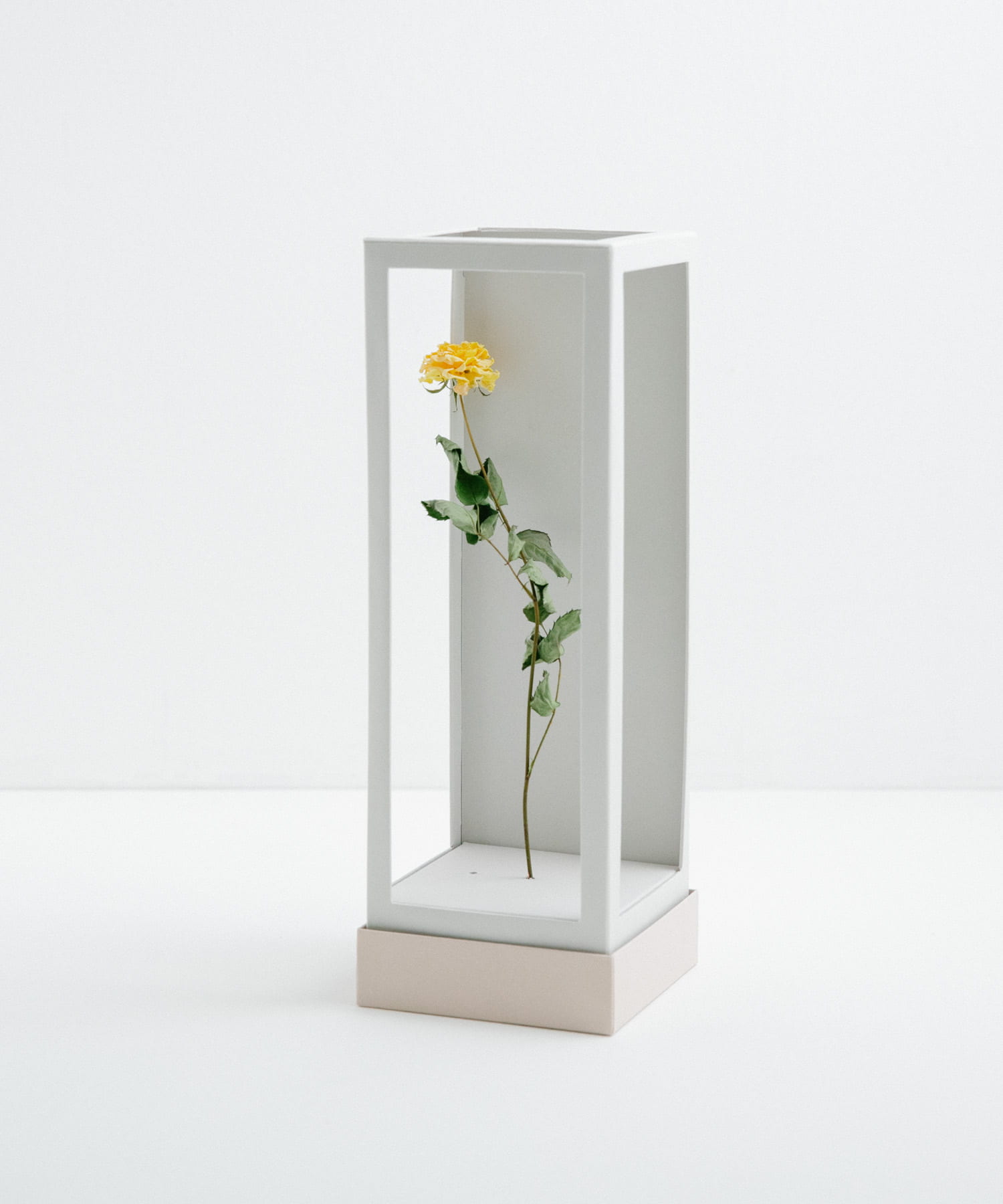 MAGARI　世界に一本だけのバラ YELLOW 1 -