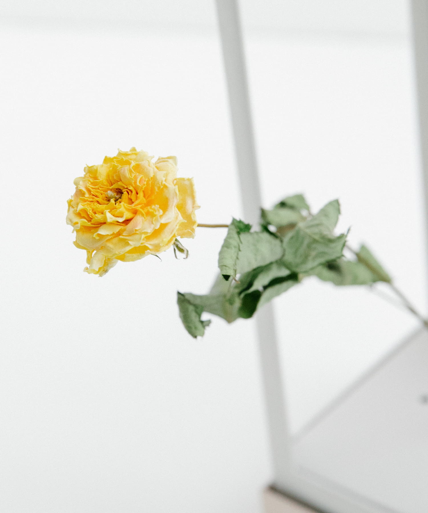 YELLOW 1