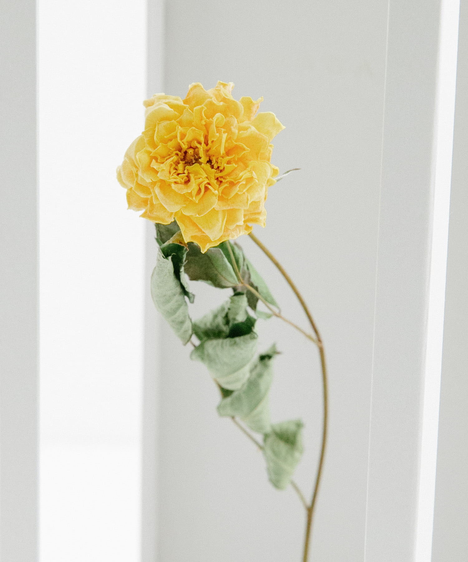 YELLOW 2