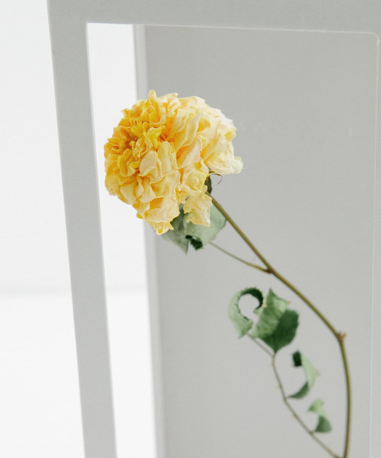 MAGARI　世界に一本だけのバラ YELLOW 3 -