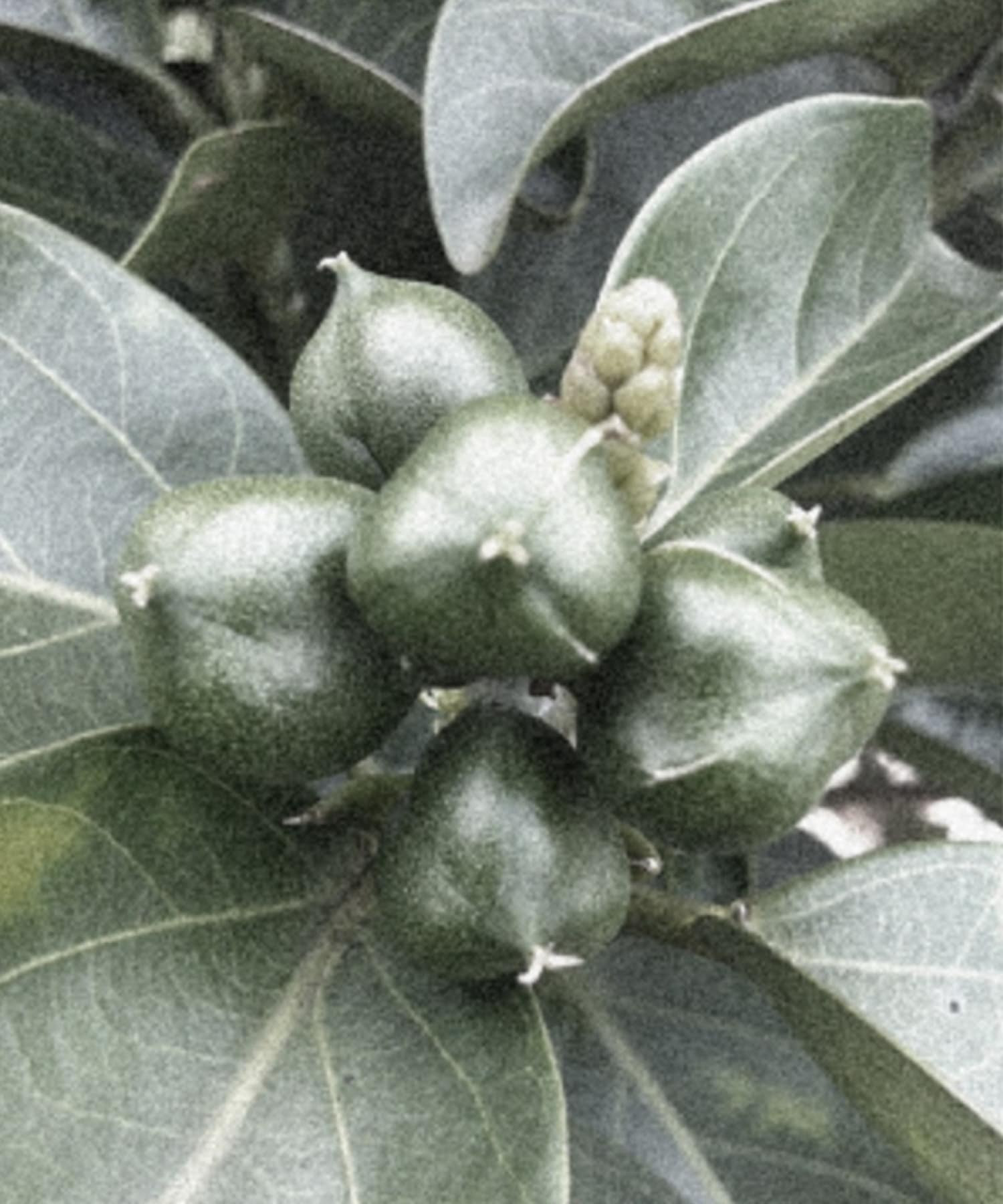 IT ALL NATURAL　01 Lively Oil - -