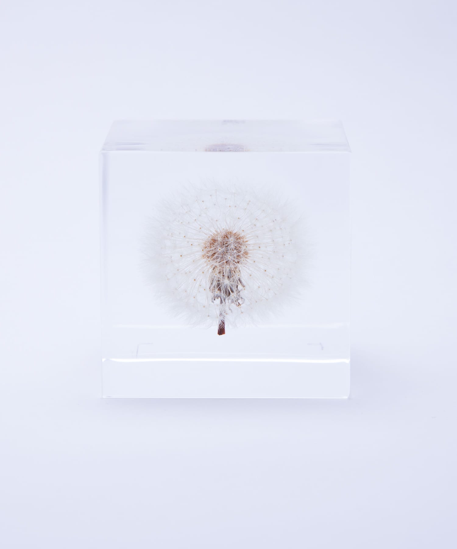 sola　タンポポ5cm