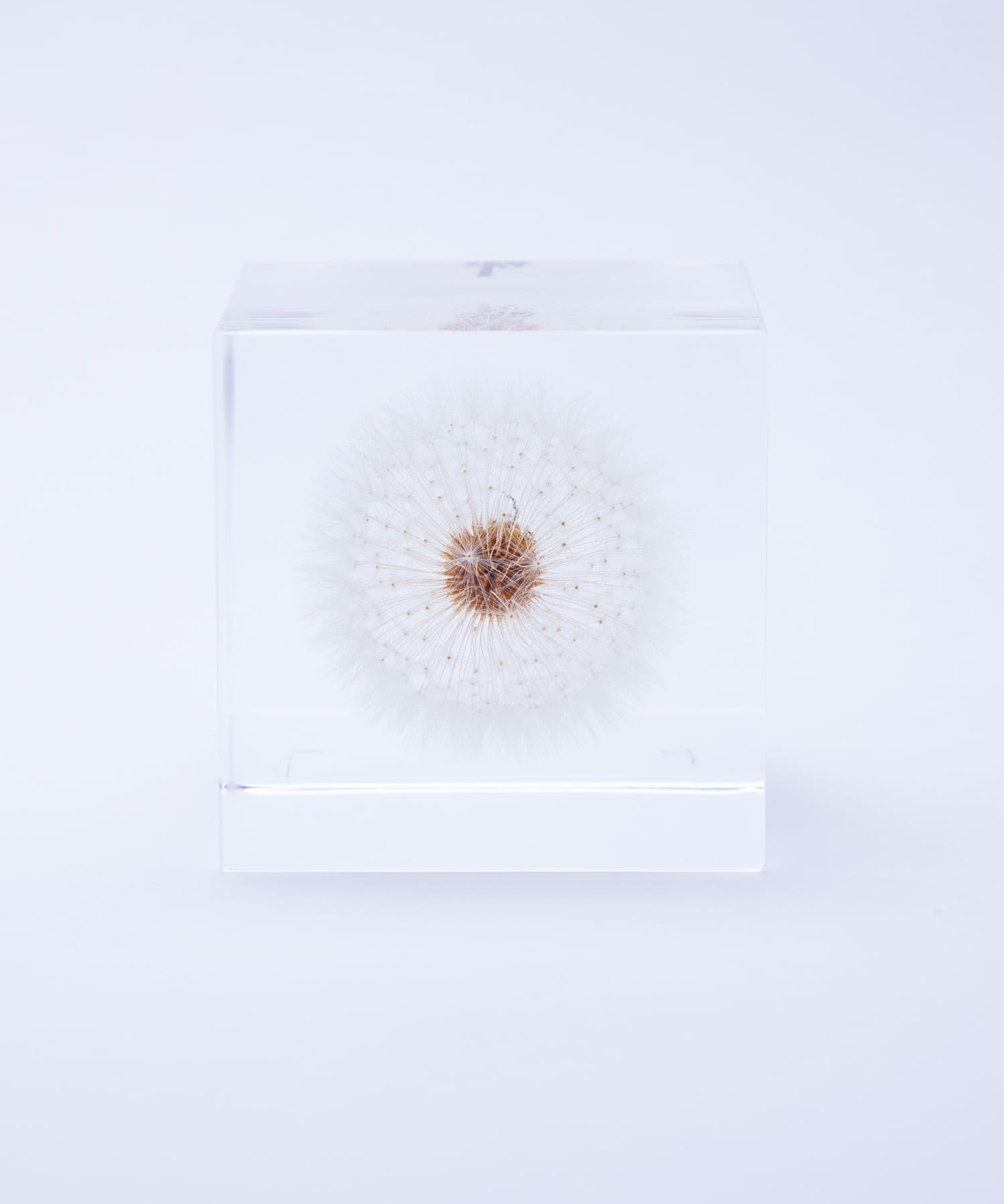 sola タンポポ5cm(0 －): インテリア｜URBAN RESEARCH公式ファッション通販
