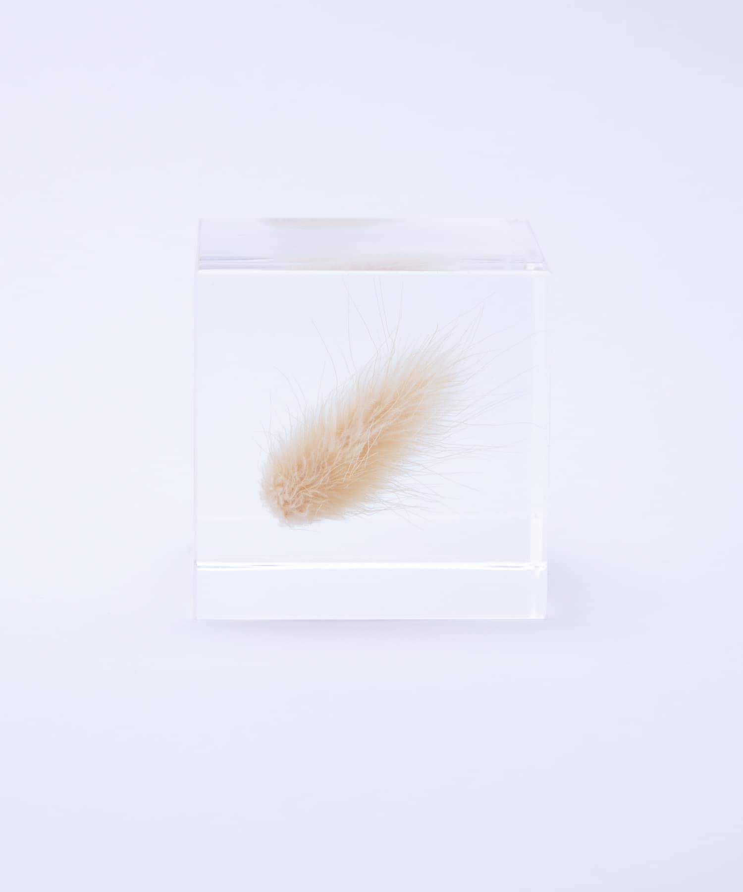 sola　ウサギノオ