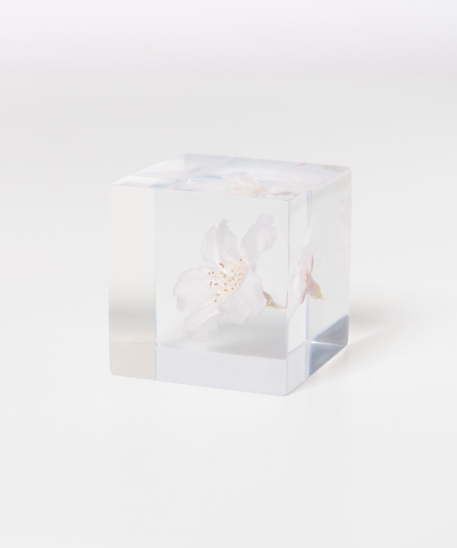 sola　ソメイヨシノ