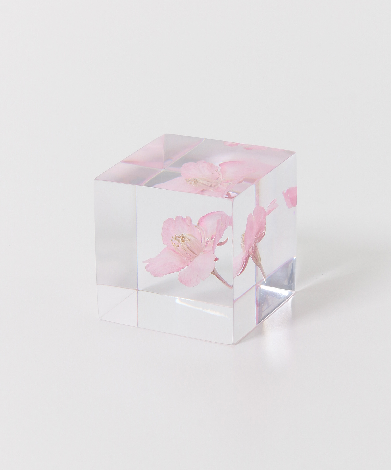 sola　カワヅサクラ