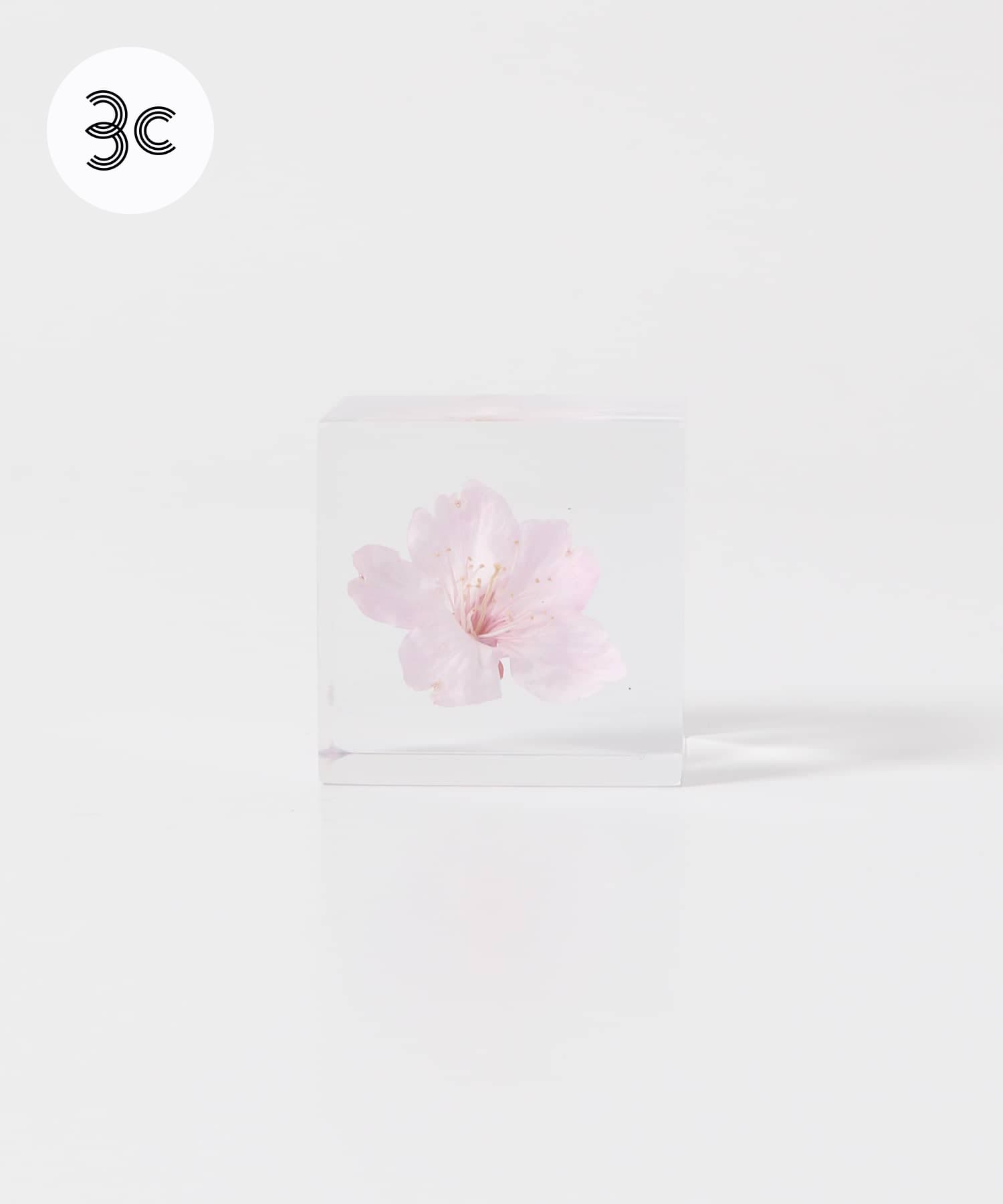 sola　オオカンザクラ
