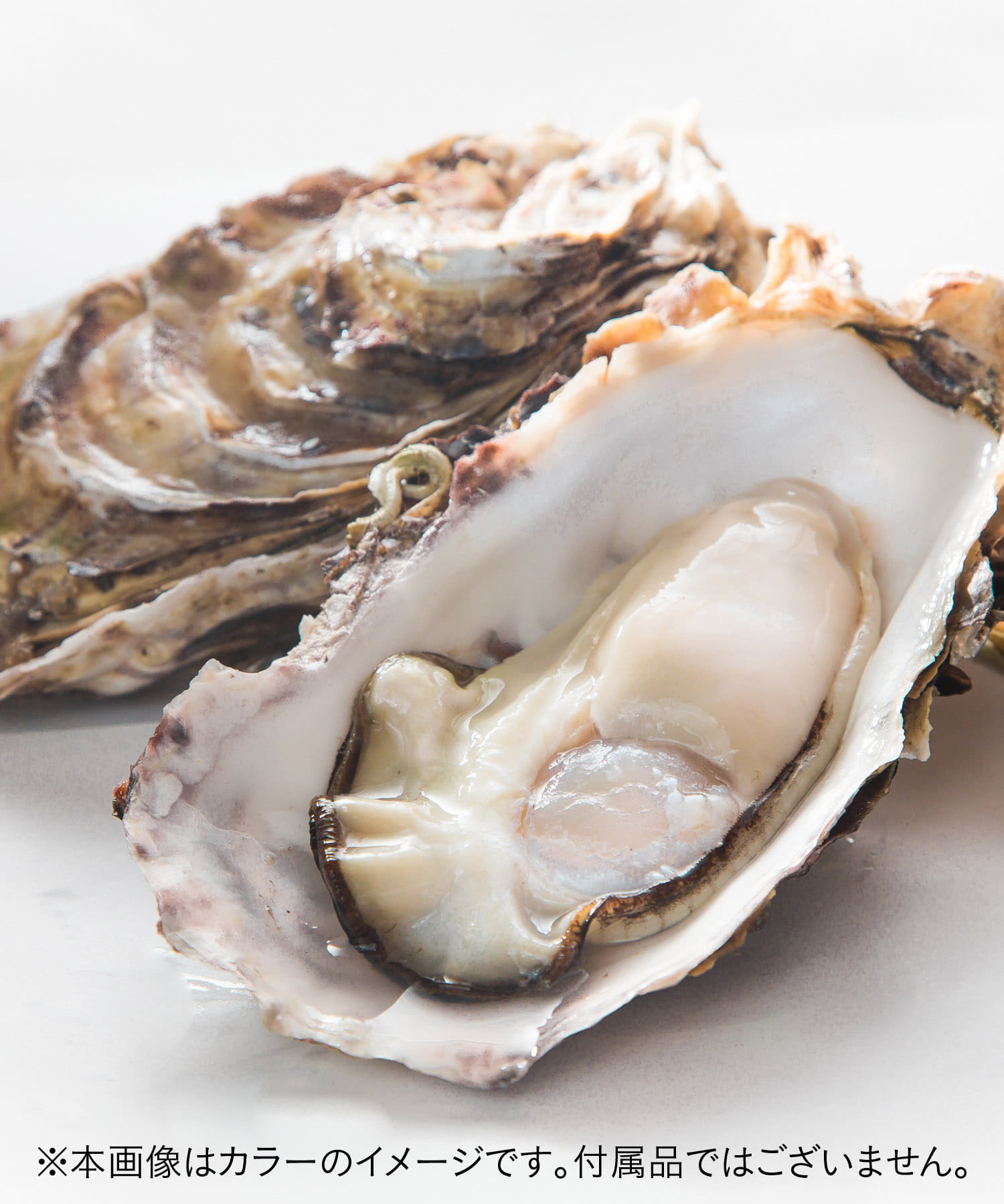 牡蠣 WHITE