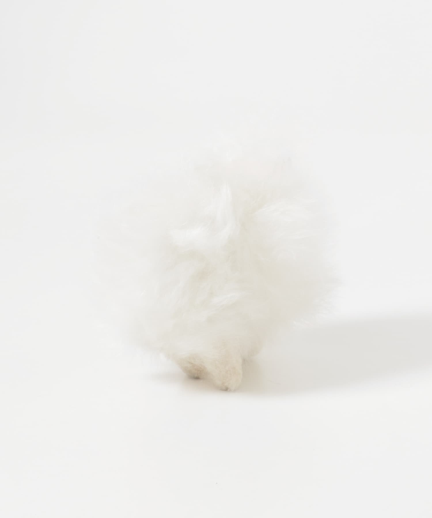 COSY　SHEEP WHITE FREE