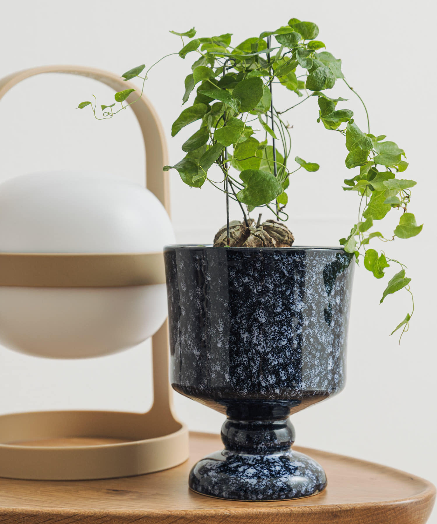 Creer　シナリースタンドポット NV