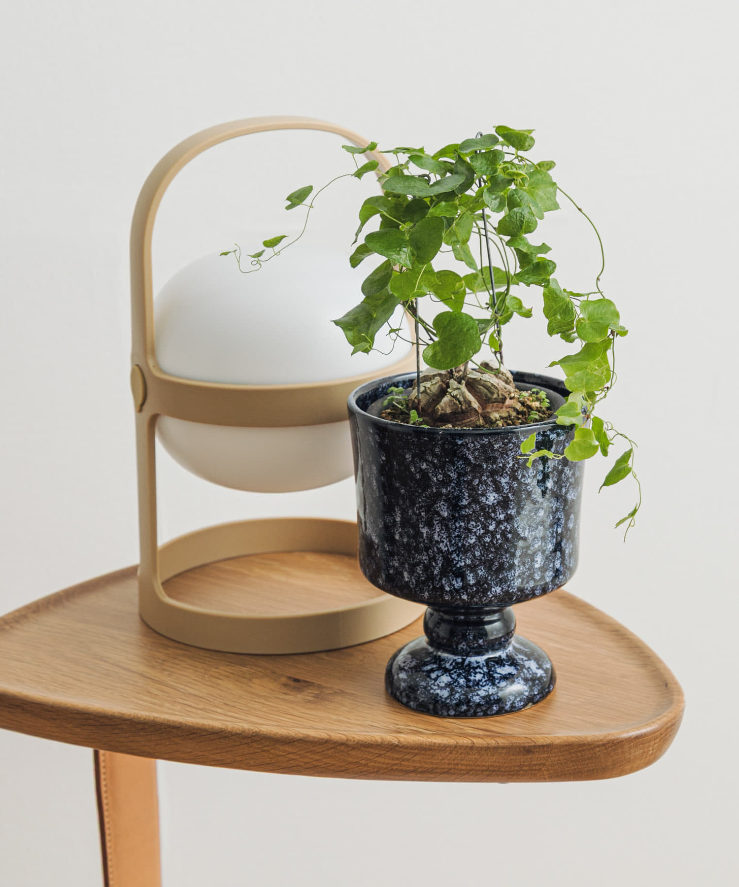 Creer　シナリースタンドポット NV － -