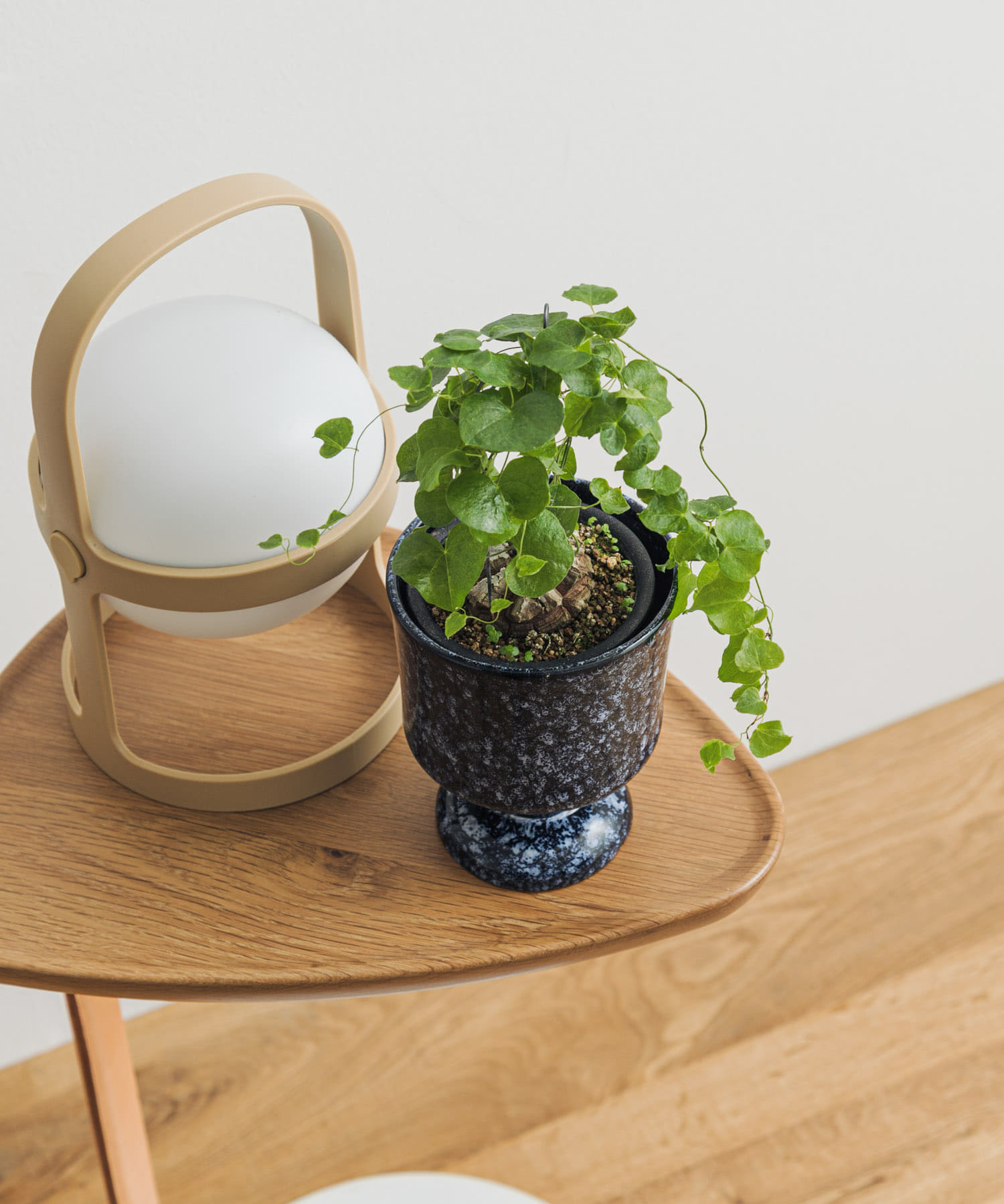 Creer　シナリースタンドポット NV － -