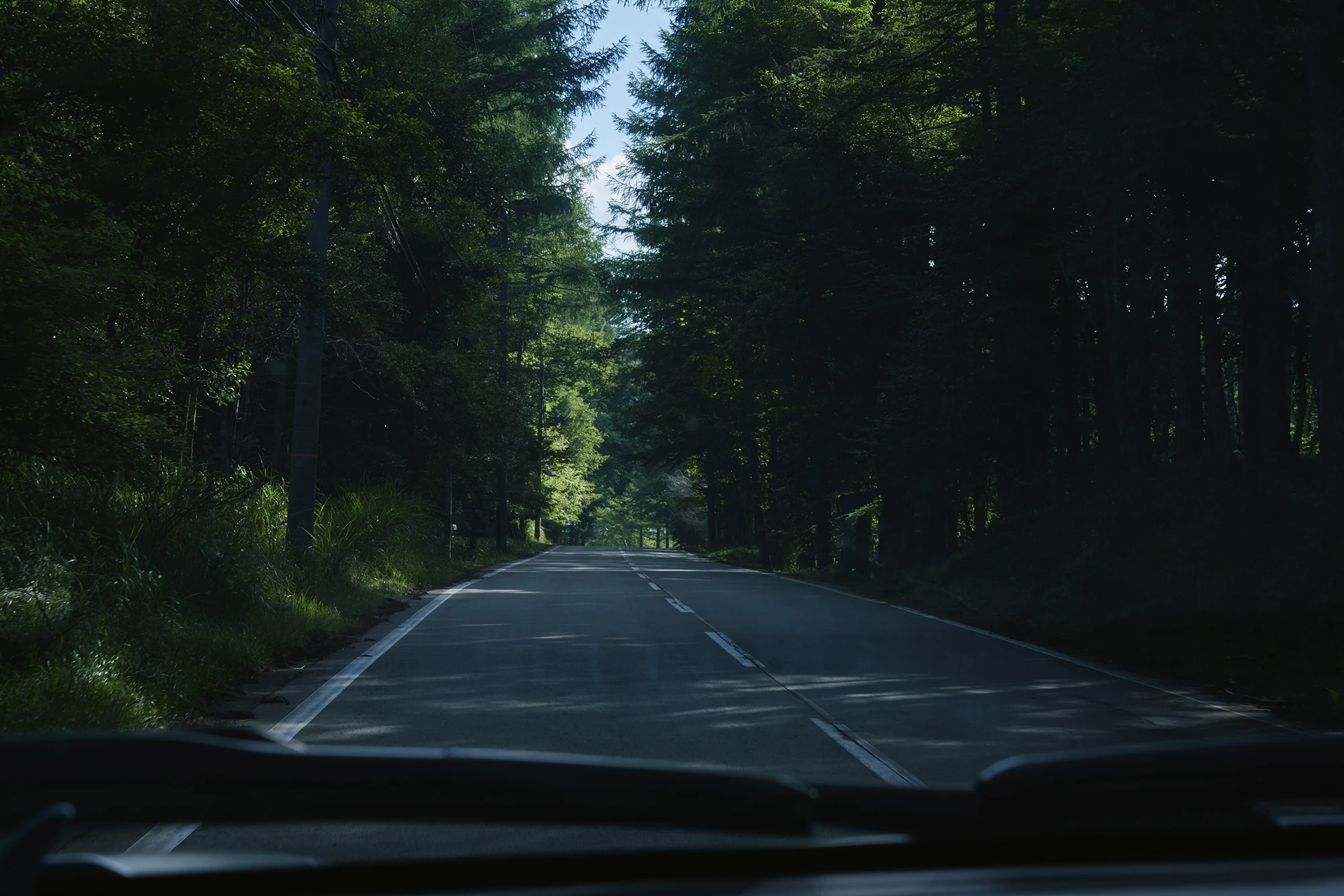 車内から見える木々